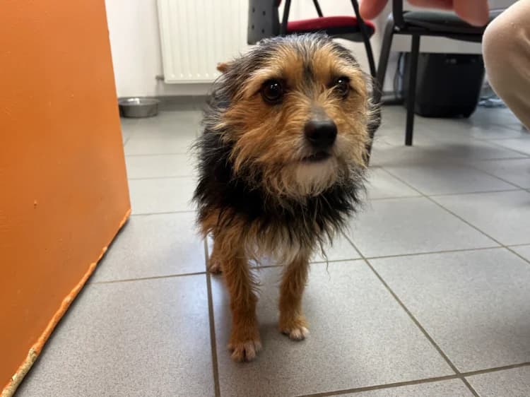 JACKSON, male Yorkshire Terrier for adoption at Moree