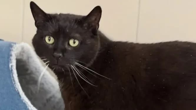 Tortank CAB5398, male mixed breed for adoption at SPA Compiègne, Compiègne — photo 2 of 2