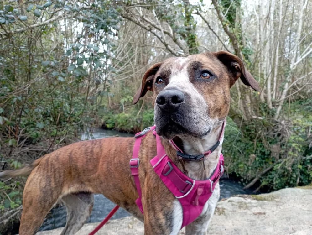 WYATT, male Mixed Breed for adoption at SPA Crozon, Crozon