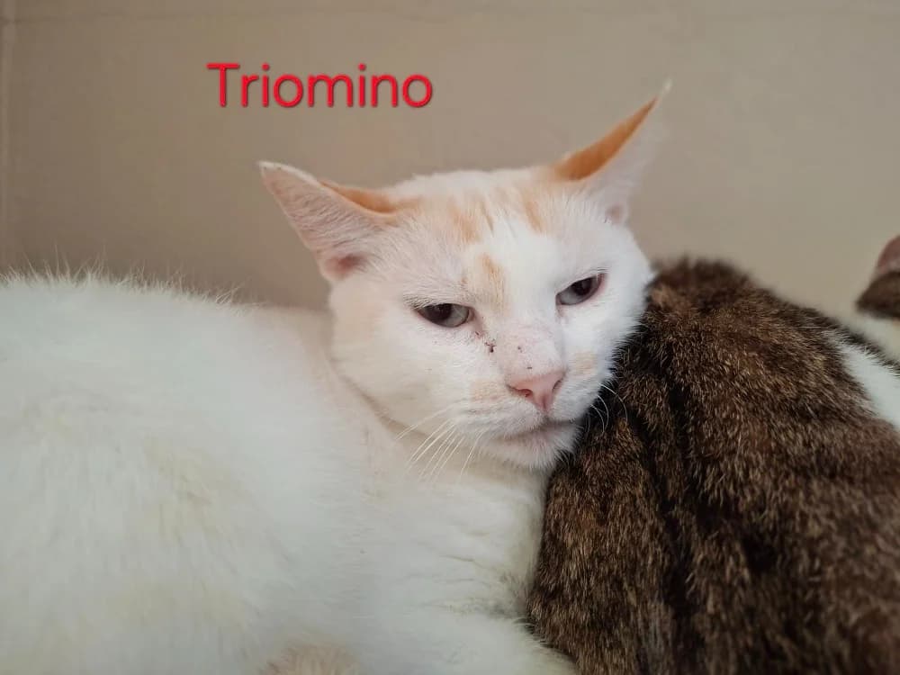 Triomino, male mixed breed for adoption at Poulainville