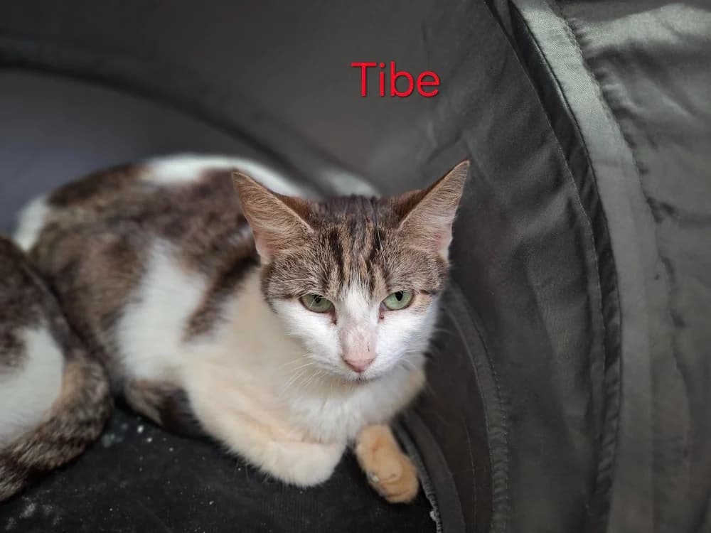 TIBE, female mixed breed for adoption at Poulainville