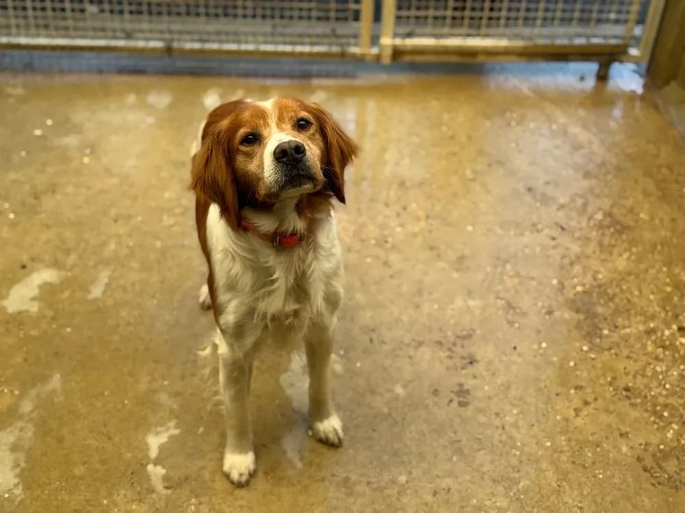 ORCI VAA, male Brittany Spaniel for adoption at SPA Vaux-le-Pénil, Vaux-le-Pénil — photo 2 of 2