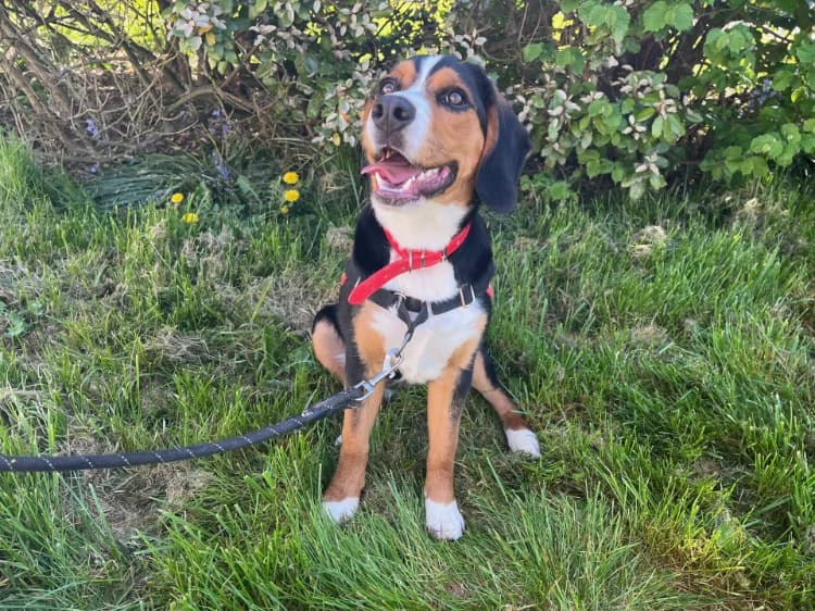 AVANA, female Beagle for adoption at Moree