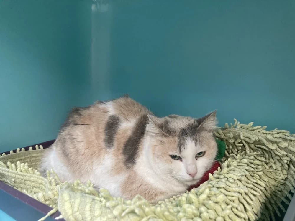 noisette, female mixed breed for adoption at SPA Cabourg, Cabourg