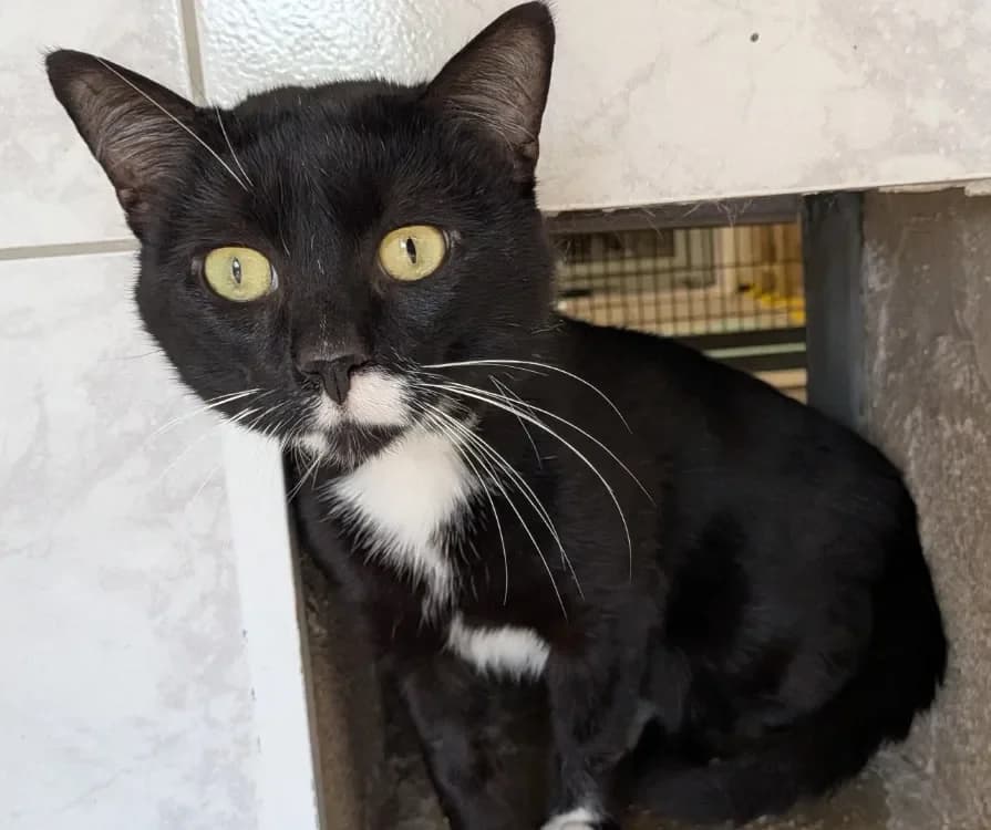 GLOUGLOU, male mixed breed for adoption at SPA France, Paris — photo 2 of 2