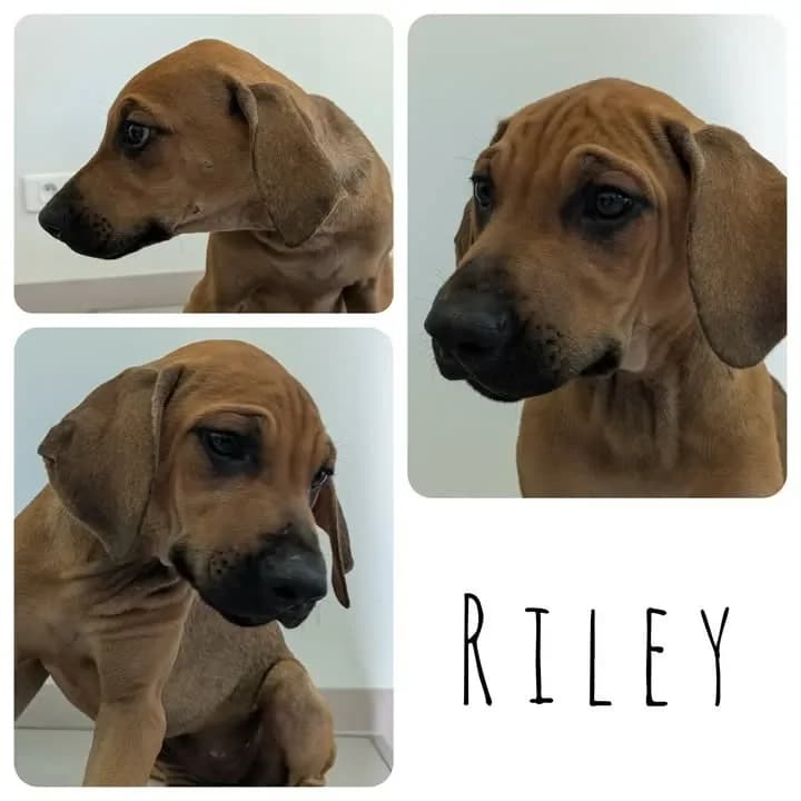 Riley, female Mixed Breed for adoption at Amiens), Poulainville photo 2