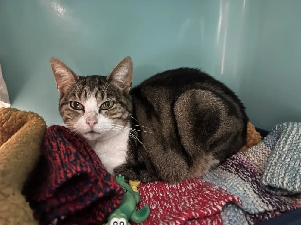 PINS, female mixed breed for adoption at SPA Pornic, Pornic