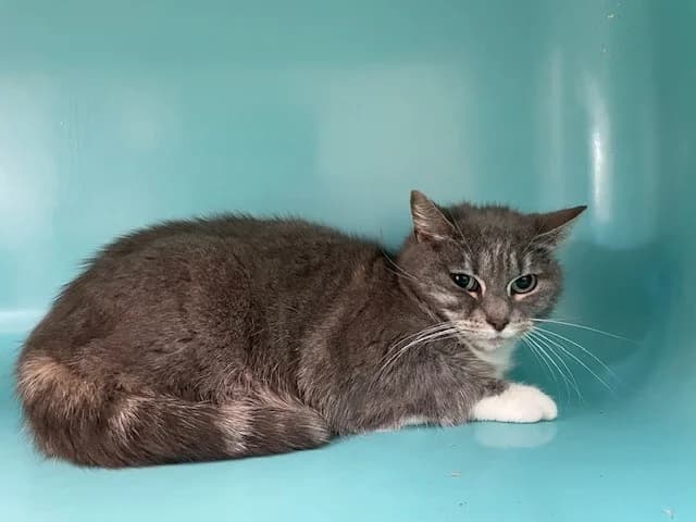 MOLIE, female mixed breed for adoption at SPA Pornic, Pornic