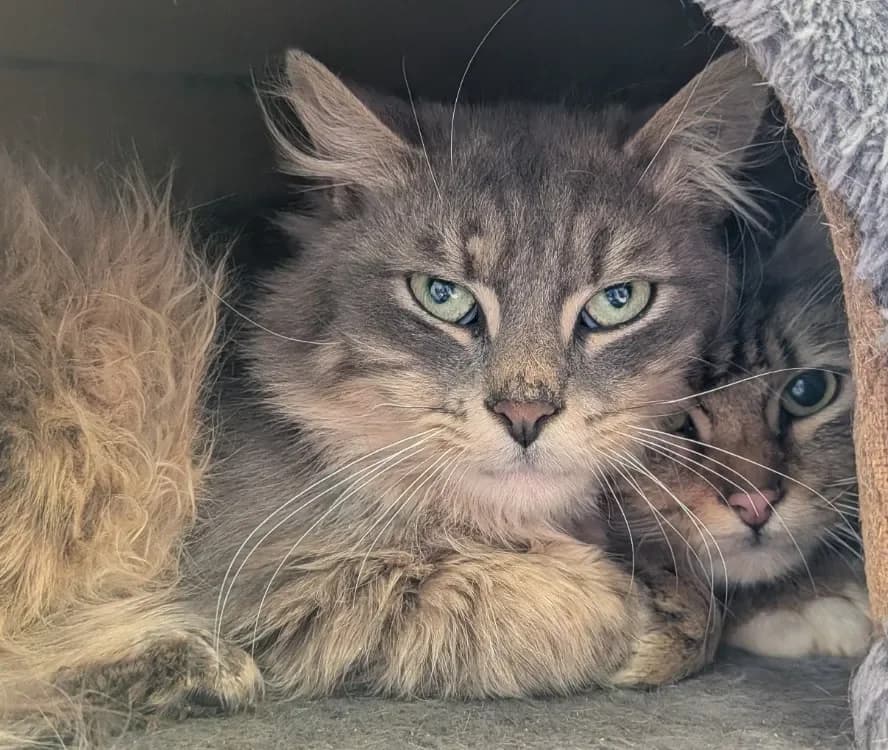 NYVIO, male mixed breed for adoption at SPA Laon, Laon — photo 2 of 2