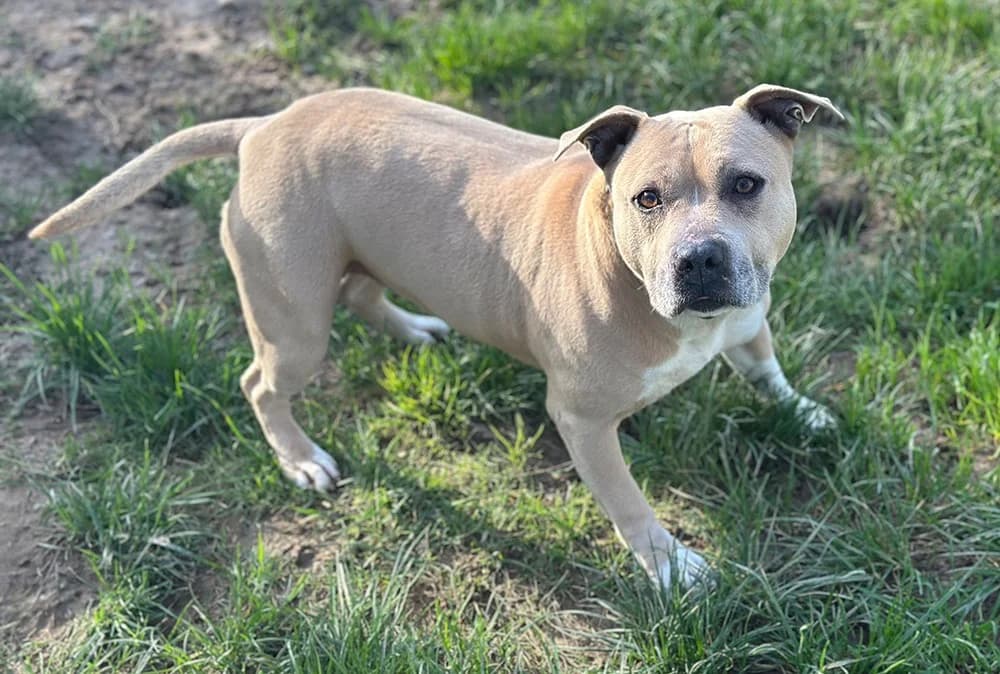 ASIA, female 6yo American Staffordshire Terrier for adoption at SPA Château-d'Olonne