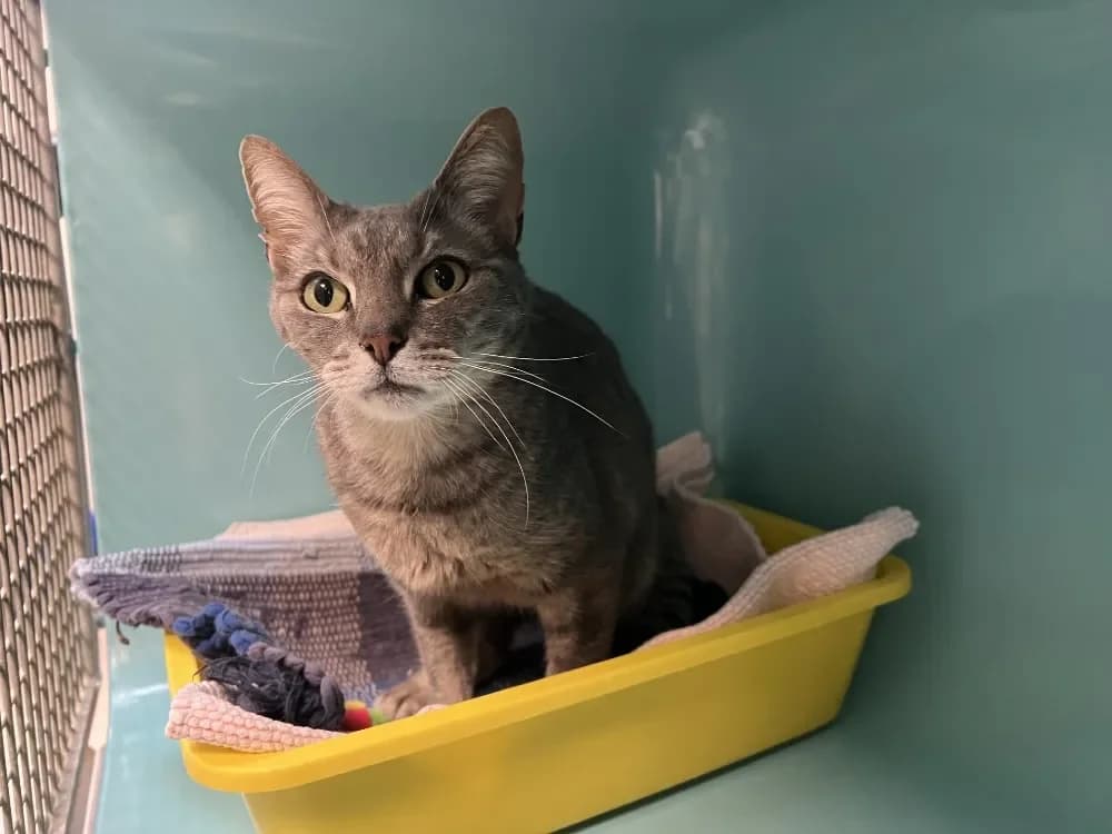 CHARLY, male mixed breed for adoption at SPA Pornic, Pornic — photo 2 of 2