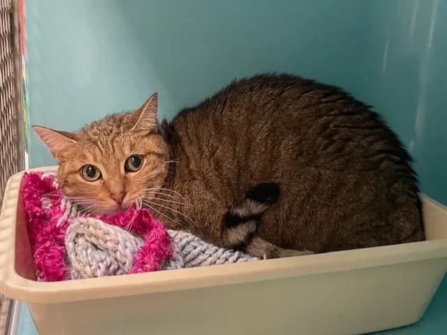 PAPRIKA, female mixed breed for adoption at SPA Pornic, Pornic — photo 2 of 2