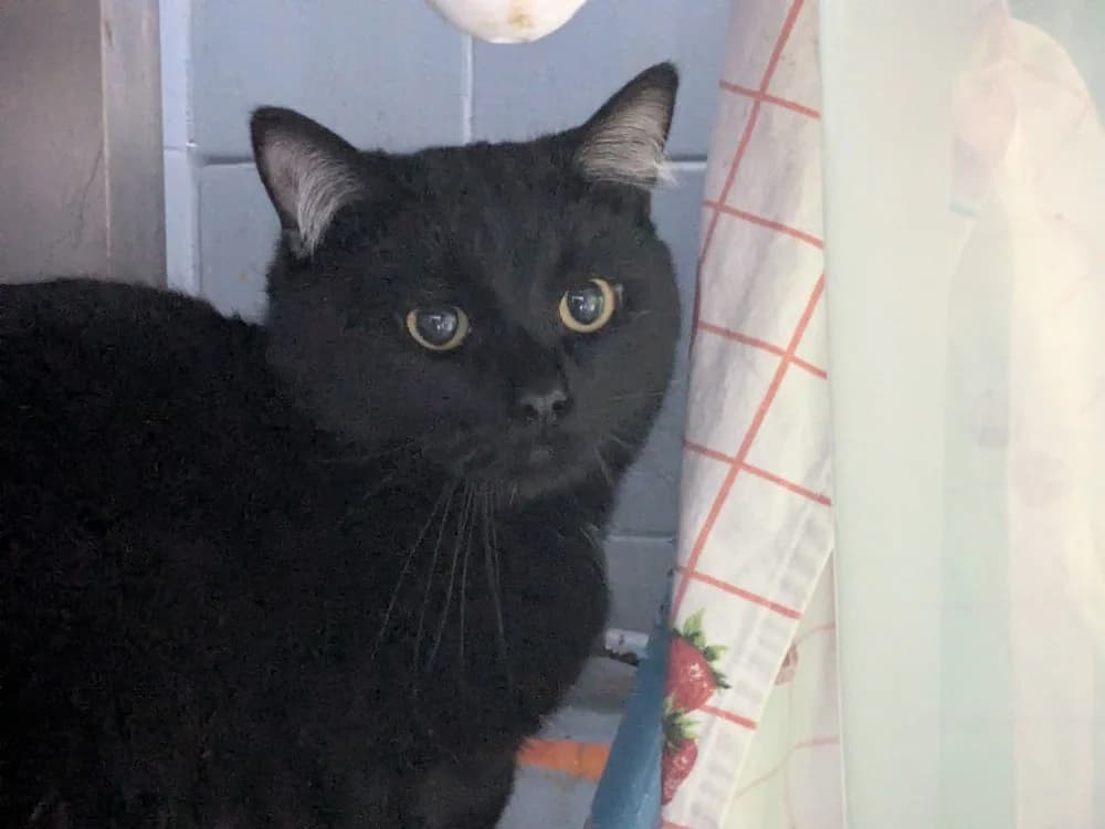 SCOOBYDOO, male mixed breed for adoption at Tourcoing