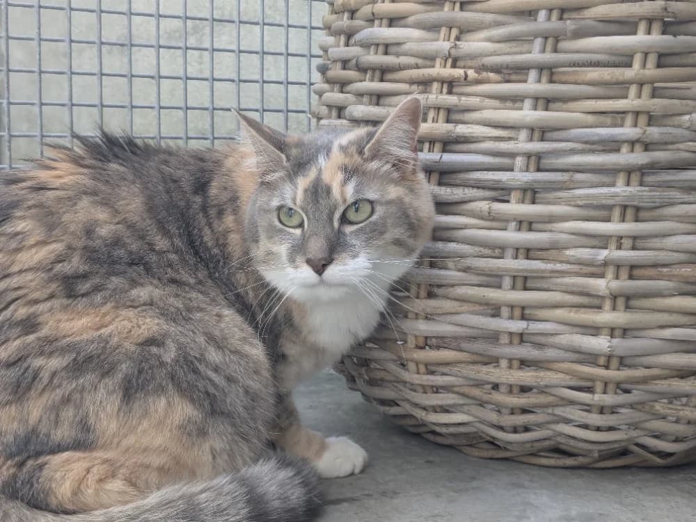 MACHA, female mixed breed for adoption at Tourcoing