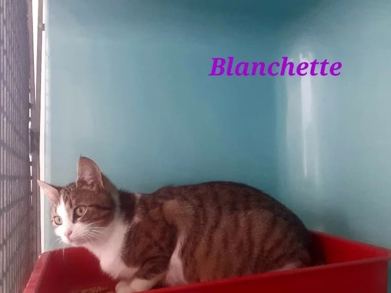 Blanchette, female mixed breed for adoption at Poulainville