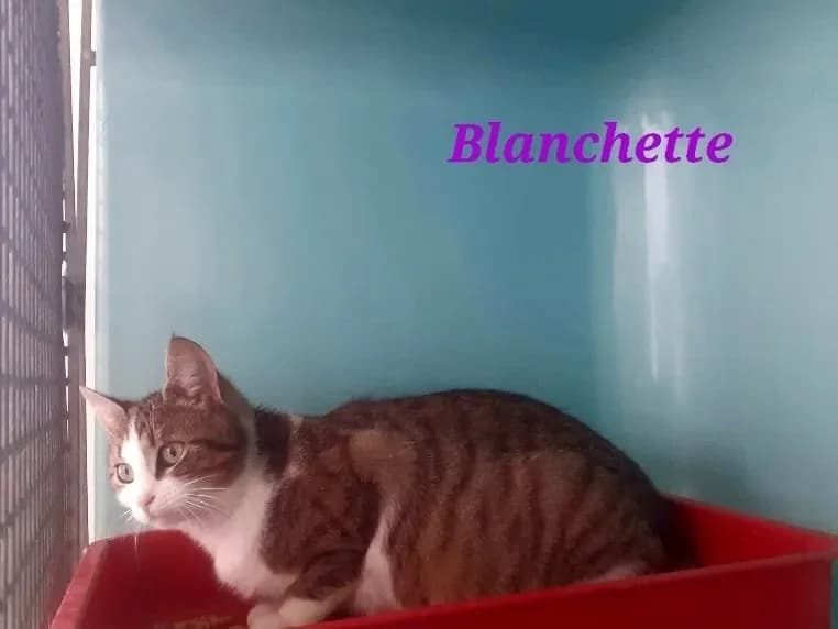 Blanchette, female mixed breed for adoption at SPA France, Paris photo 2