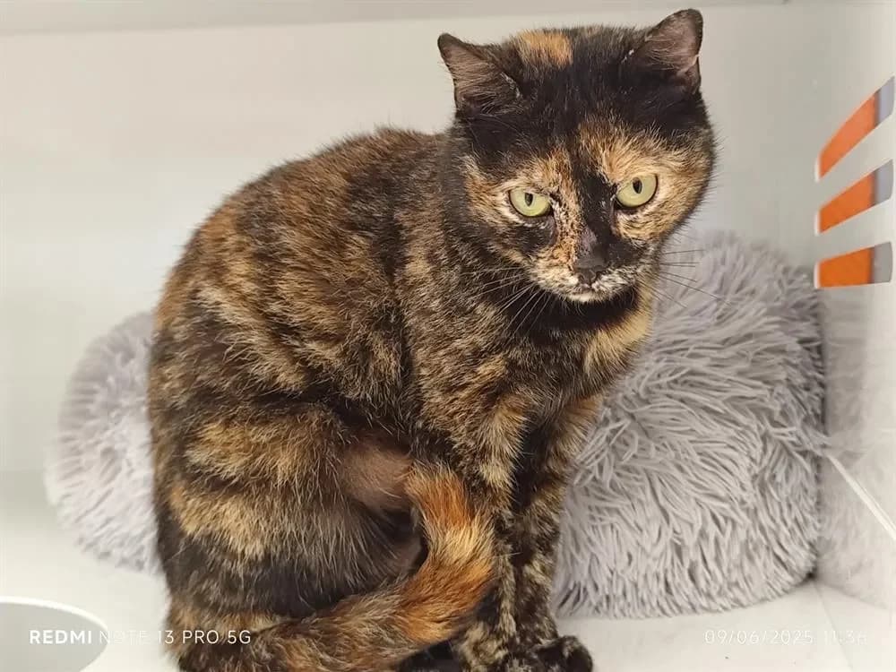 Jane, female mixed breed for adoption at SPA Étalondes, Etalondes — photo 2 of 2