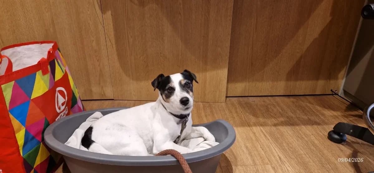 MISSY, female mixed breed for adoption at Maison SPA), Ajaccio photo 2