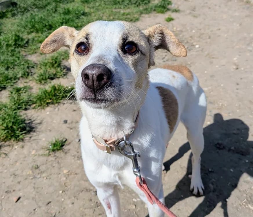 YURI, male Jack Russell Terrier for adoption at SPA Laon, Laon
