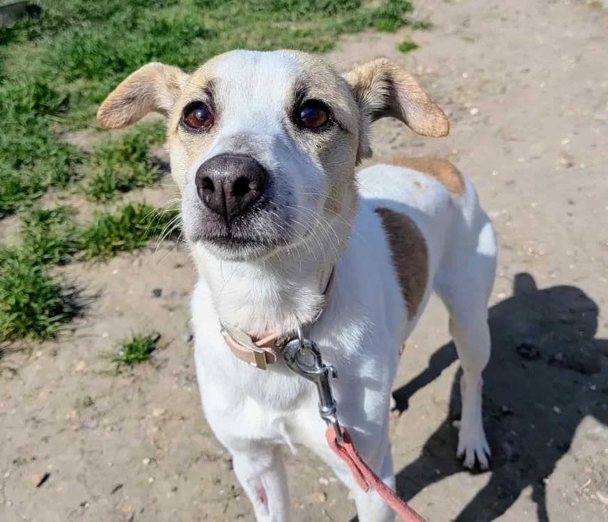 YURI, male Jack Russell Terrier for adoption at SPA Laon, Laon — photo 2 of 2