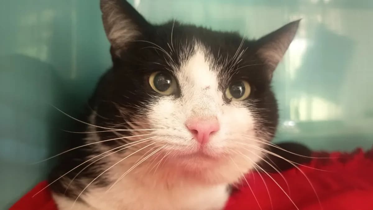 VOLTAIRE C, male mixed breed for adoption at SPA Vaux-le-Pénil, Vaux-le-Pénil — photo 2 of 2