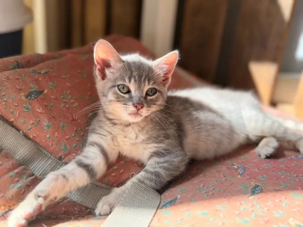 MAYA (RÉSERVÉE), female mixed breed for adoption at SPA Château-d'Olonne — photo 2 of 2