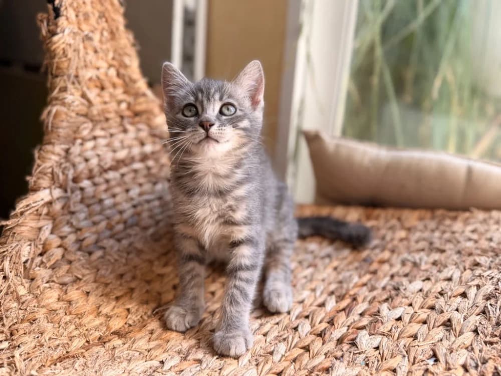 TAO(réservée), female mixed breed for adoption at SPA Château-d'Olonne
