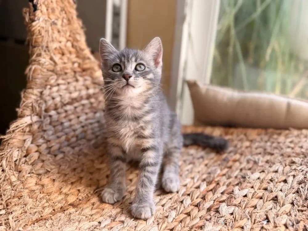 TAO(réservée), female mixed breed for adoption at SPA France, Paris — photo 2 of 2