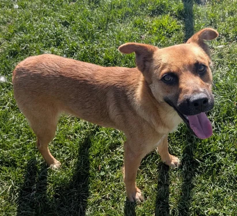 ROSEAU, male Mixed Breed for adoption at SPA Laon, Laon — photo 2 of 2