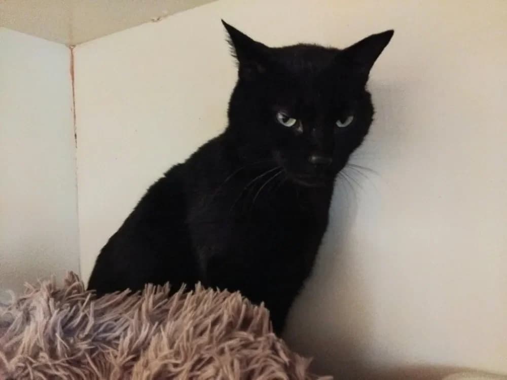 KYRIE PAB28655, male mixed breed for adoption at SPA Plaisir, Plaisir — photo 2 of 2