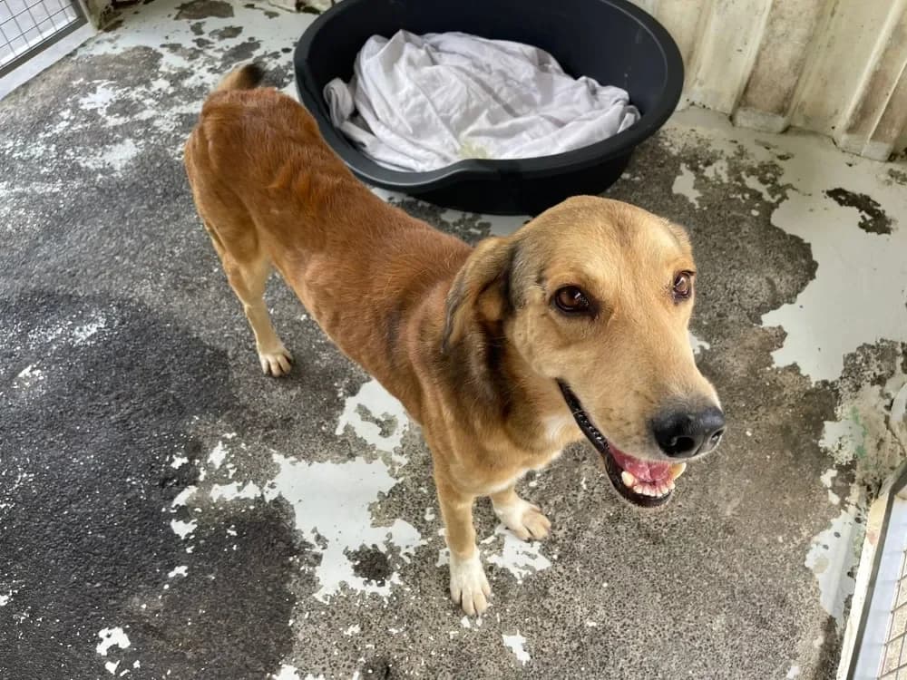 POLLUX, male Mixed Breed for adoption at Jean Leriche), Moree photo 2