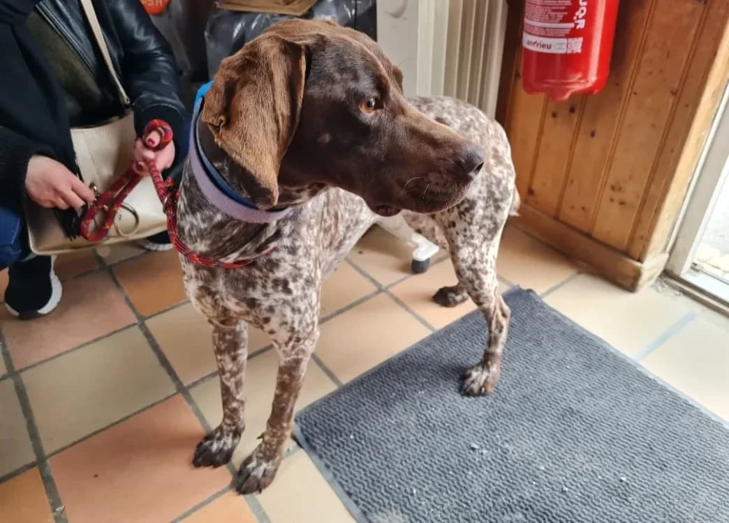 CHOUQUETTE, female German Shorthaired Pointer for adoption at SPA France, Paris — photo 2 of 2