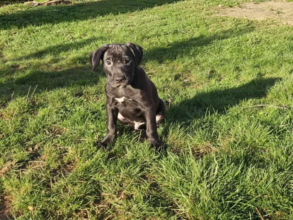 ONYX ex FAELAN PAA24185, male Cane Corso for adoption at SPA Plaisir, Plaisir — photo 3 of 3