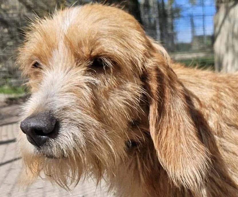 KARNAK, male Basset Hound for adoption at SPA Redon, Redon — photo 2 of 3