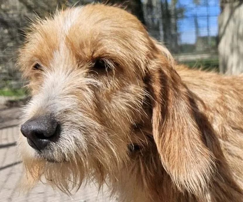 KARNAK, male Basset Hound for adoption at SPA Redon, Redon — photo 3 of 3