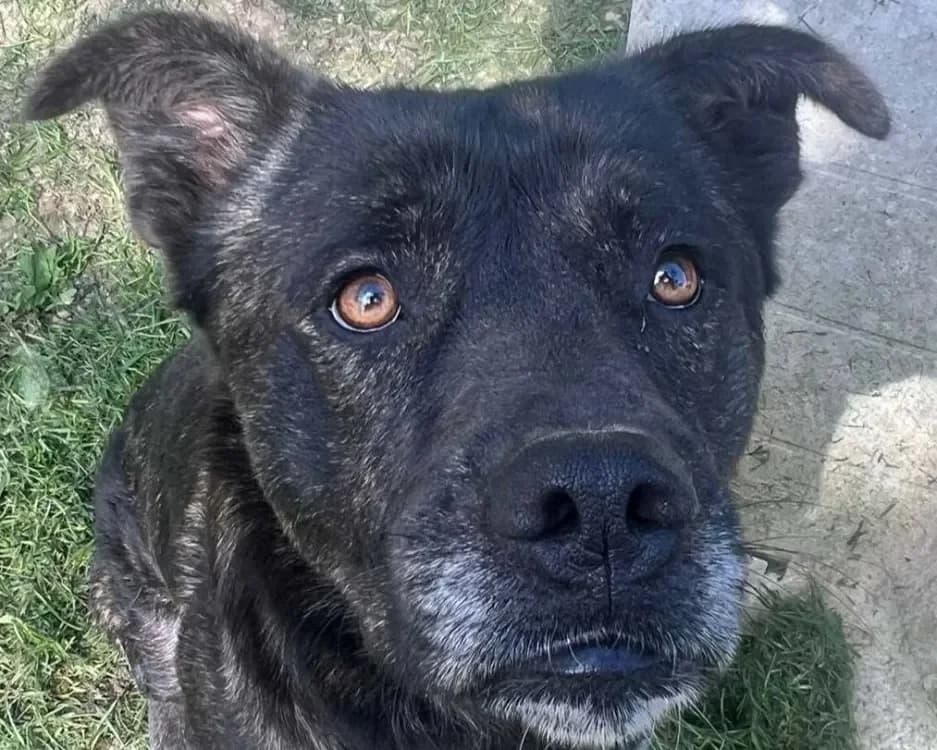 SAKURA, male mixed breed for adoption at SPA France, Paris — photo 2 of 2