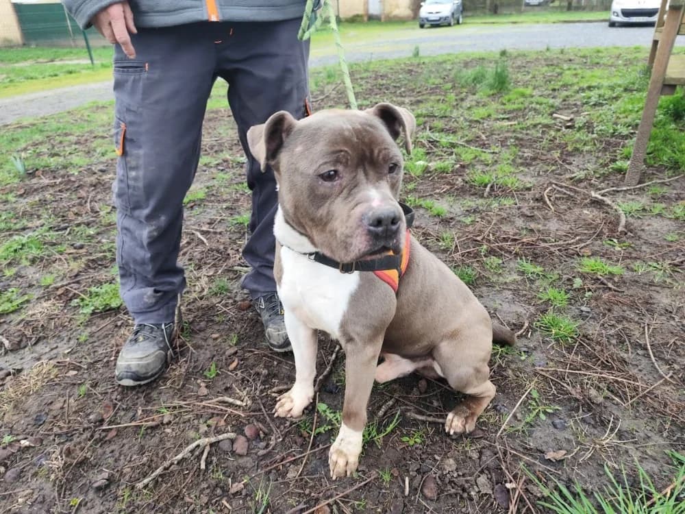 POPA, male 6yo American Staffordshire Terrier for adoption at SPA Le Mans (Yvré-L'Évêque)