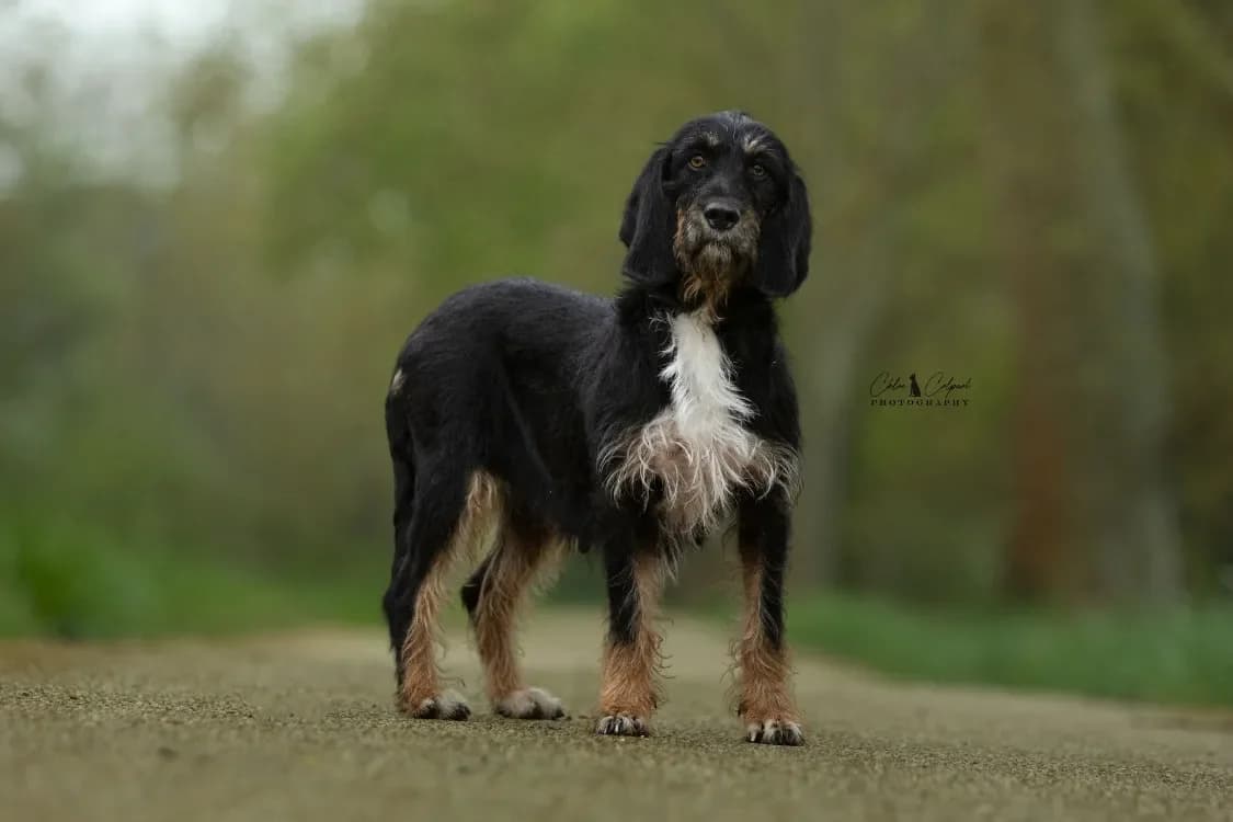 Tika, female Mixed Breed for adoption at SPA Golfech, Golfech — photo 3 of 3