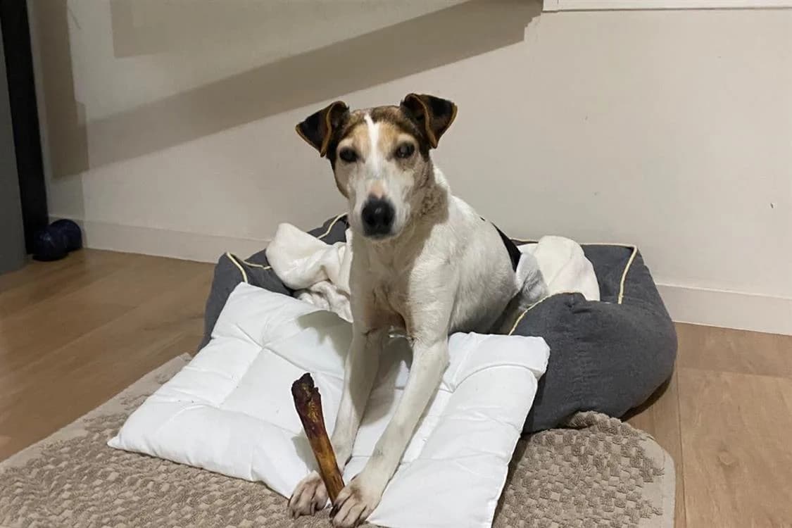 Canelle, female senior Jack Russell Terrier for adoption at SPA Rennes, Rennes