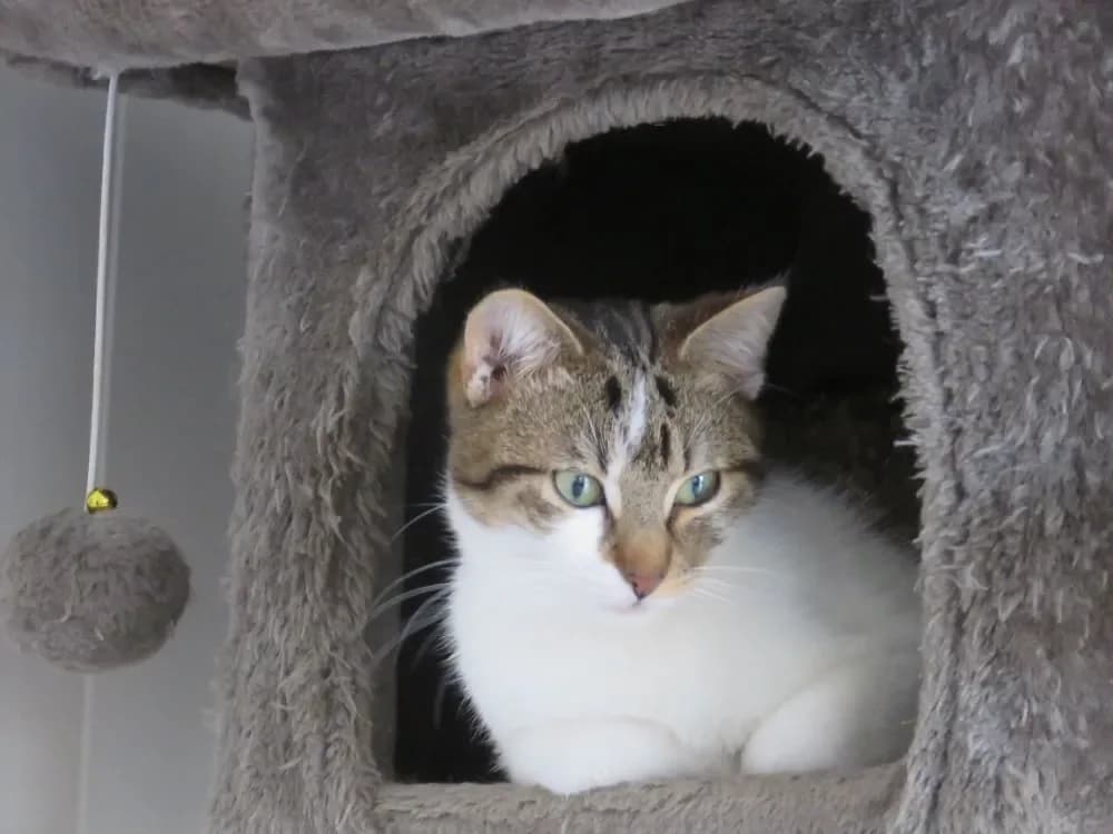 Arlington, male mixed breed for adoption at SPA France, Paris — photo 2 of 2