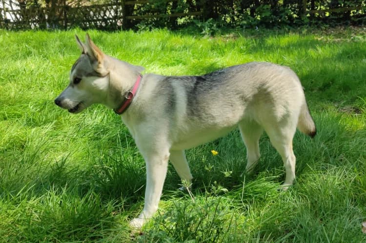 mila, female Husky for adoption at SPA Château-d'Olonne