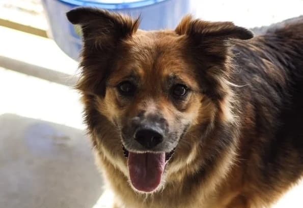 Nala, female Mixed Breed for adoption at De Marsan