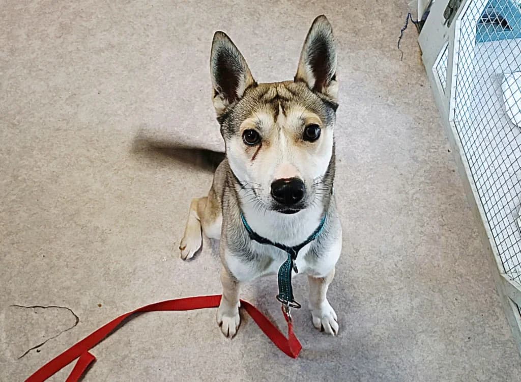 SYNCRO, male Husky for adoption at SPA Crozon, Crozon