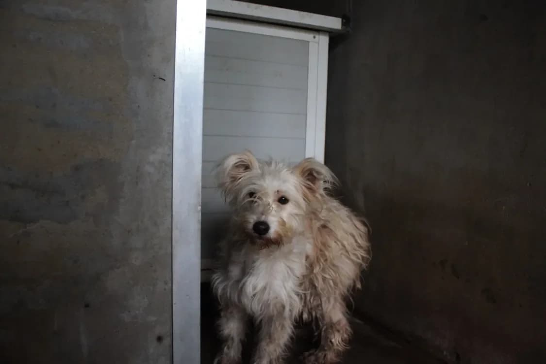 milou, female Mixed Breed for adoption at SPA France, Paris — photo 3 of 3