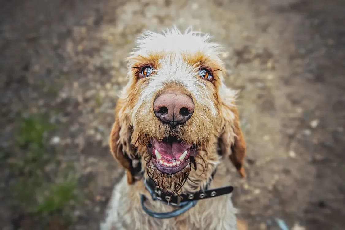 Broussaille, male mixed breed for adoption at SPA Mont-de-Marsan, De Marsan — photo 2 of 2