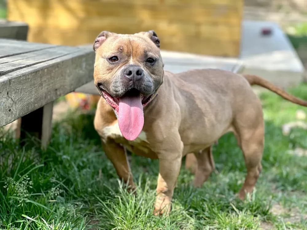 Tara, female Mixed Breed for adoption at SPA Lyon - Refuge de Marennes, Lyon photo 2