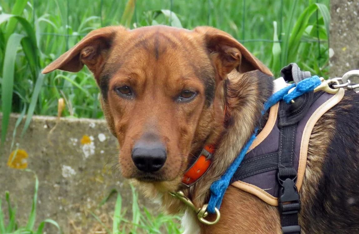 Jazz, female mixed breed for adoption at SPA Briançon, Briancon