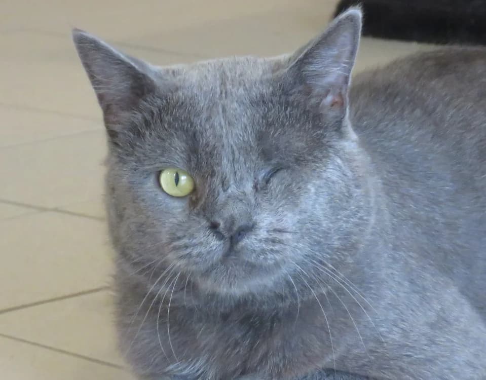 TANAKO, male mixed breed for adoption at SPA Tours (Luynes), Tours