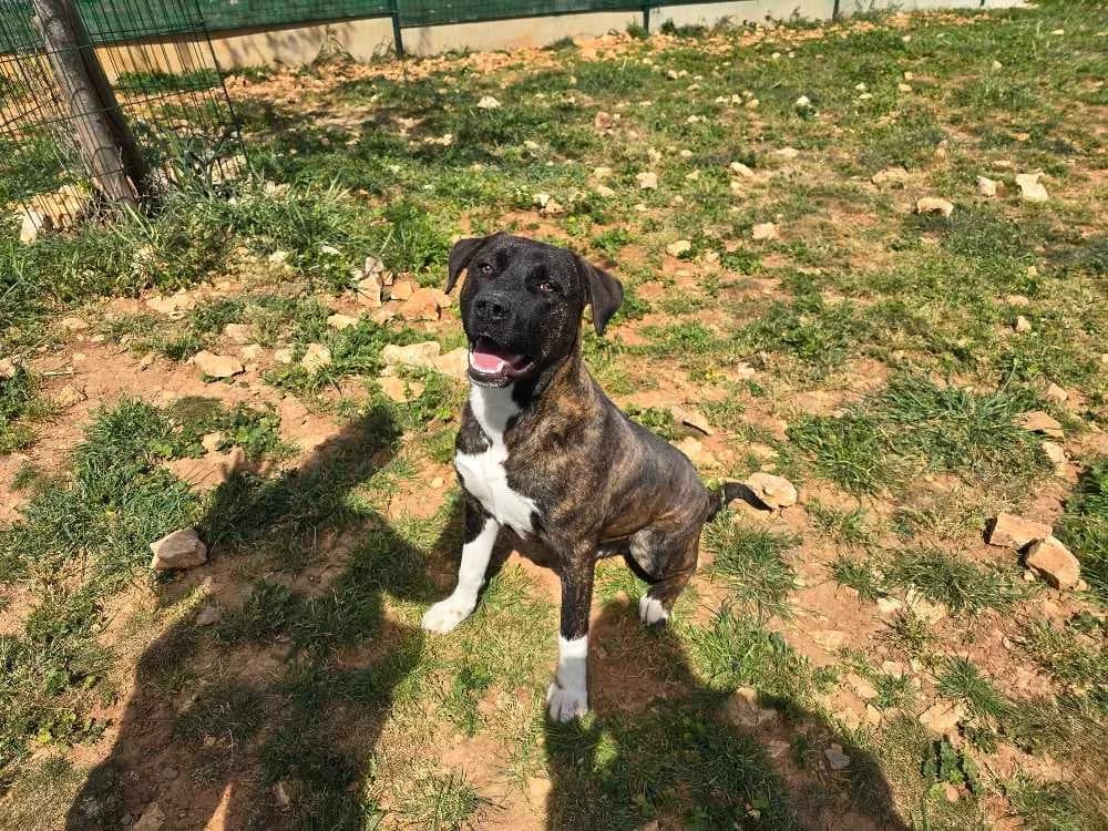 TERRY, male mixed breed for adoption at Vallerargues), Ales