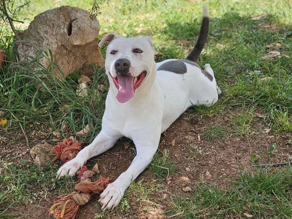 BASILE, male young mixed breed for adoption at Vallerargues), Ales